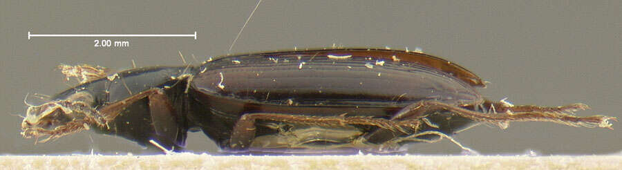 Image of Bembidion (Peryphus) petrosum attuense Lindroth 1963