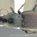 Image of Notonomus (Leiradira) jacobi (Darlington 1961)