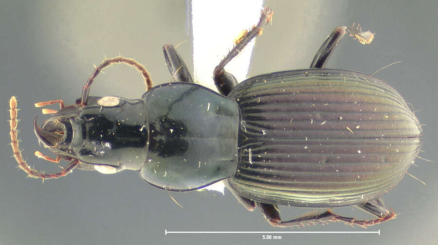 Image of Notonomus (Leiradira) jacobi (Darlington 1961)