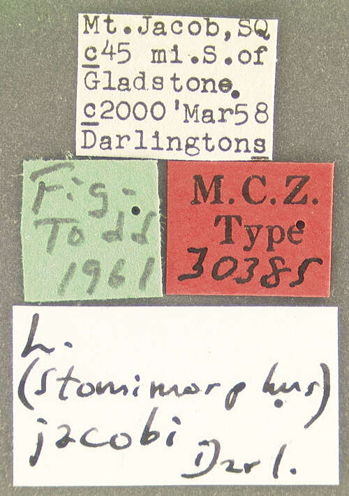 Image of Notonomus (Leiradira) jacobi (Darlington 1961)