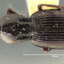 Image of Notonomus (Leiradira) tenuis (Darlington 1961)