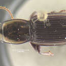 Imagem de Notonomus (Leiradira) dimorphicus Darlington 1961