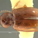 صورة Pericompsus (Upocompsus) bogani (Darlington 1963)