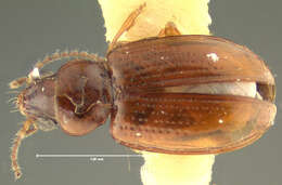 صورة Pericompsus (Upocompsus) bogani (Darlington 1963)