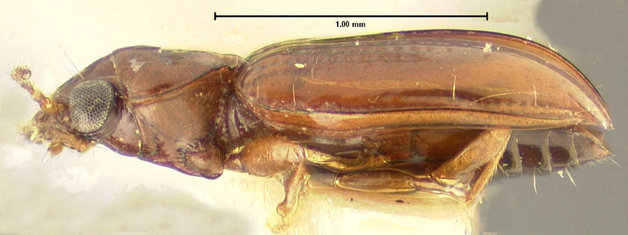 صورة Pericompsus (Upocompsus) bogani (Darlington 1963)