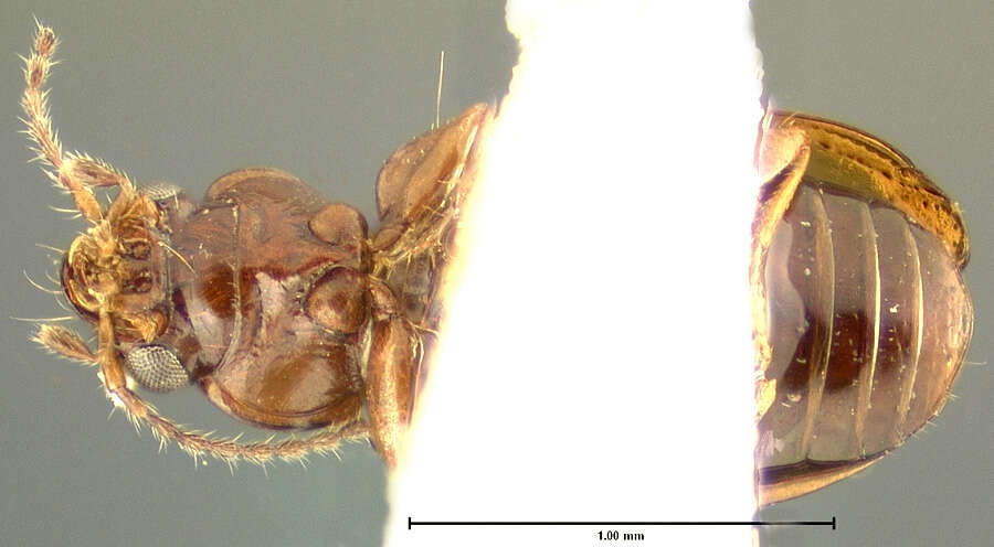 صورة Pericompsus (Upocompsus) bogani (Darlington 1963)