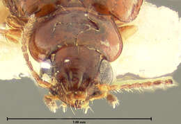 صورة Pericompsus (Upocompsus) bogani (Darlington 1963)