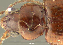 صورة Pericompsus (Upocompsus) bogani (Darlington 1963)