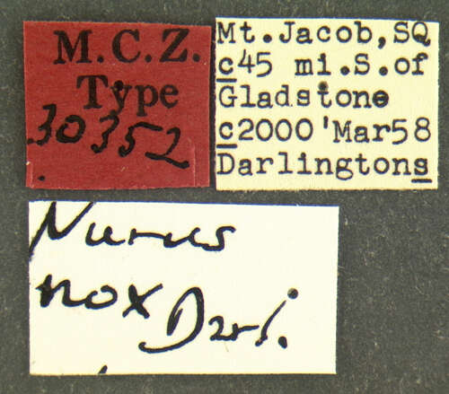 Image of Nurus nox Darlington 1961