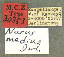 Image of Nurus medius Darlington 1961