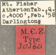 Image de Trichosternus fisheri Darlington 1962