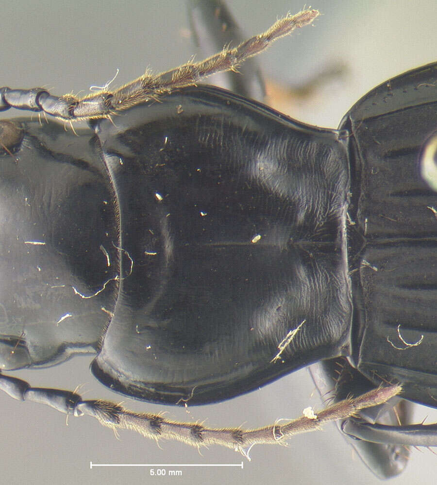 Image de <i>Trichosternus eungella</i>