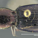 Image of Notonomus (Leiradira) alticola (Darlington 1961)