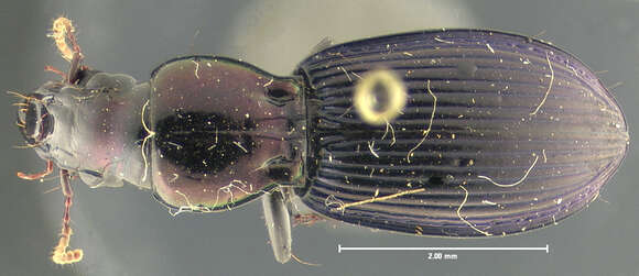 Image of Notonomus (Leiradira) alticola (Darlington 1961)