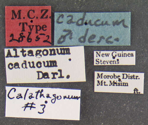 Image of Altagonum caducum Darlington 1952