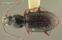 Image of Agonum (Europhilus) darlingtoni Lindroth 1954