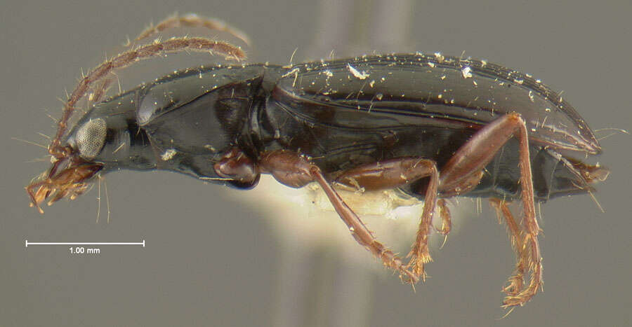 Image of Agonum (Europhilus) darlingtoni Lindroth 1954