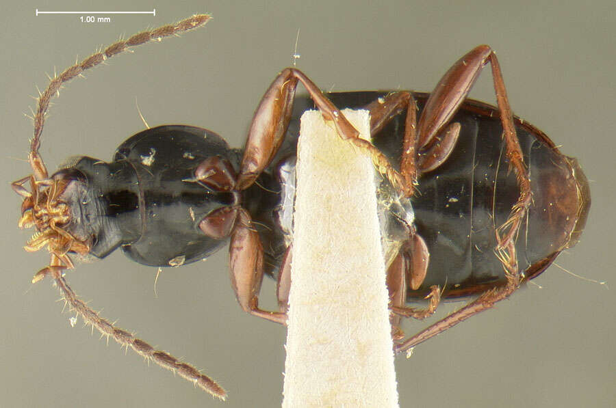 Image of Agonum (Europhilus) darlingtoni Lindroth 1954