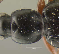 Image of Agonum (Europhilus) darlingtoni Lindroth 1954