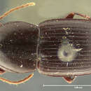 Plancia ëd Eucamptognathus (Oodimorphus) mateui Straneo 1960