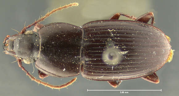 Plancia ëd Eucamptognathus (Oodimorphus) mateui Straneo 1960