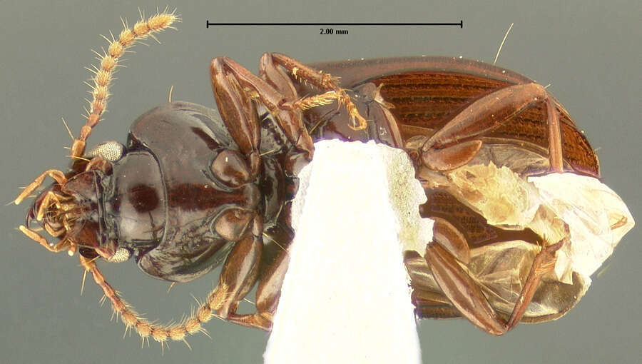 Plancia ëd Caelostomus (Caelostomus) straneoi Darlington 1962