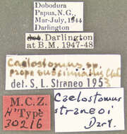 Plancia ëd Caelostomus (Caelostomus) straneoi Darlington 1962