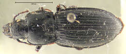 Image of Cophosomorpha loveridgei Straneo 1951