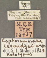 Image of Cophosomorpha loveridgei Straneo 1951