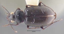 Image of Arhytinus major Darlington 1952