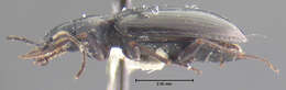 Image of Arhytinus major Darlington 1952