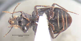 Image of Arhytinus major Darlington 1952