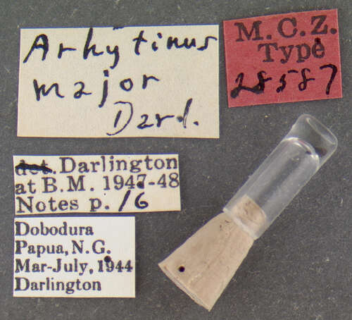 Image of Arhytinus major Darlington 1952