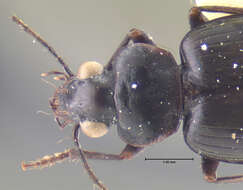 Image of Arhytinus major Darlington 1952