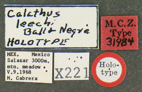 Image of Calathus (Neocalathus) leechi Ball & Nègre 1972