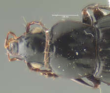 Image of Calathus (Neocalathus) leechi Ball & Nègre 1972