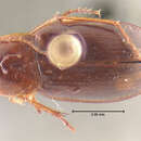 Image of Calathus (Neocalathus) ambigens tarahumara Ball & Nègre 1972