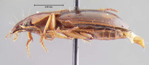 Image of Calathus (Neocalathus) ambigens tarahumara Ball & Nègre 1972