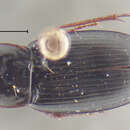 Image of Calathus (Neocalathus) ambigens serricola Ball & Nègre 1972