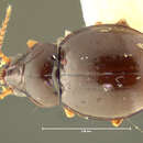 Image of Xystosomus laevis Erwin 1973