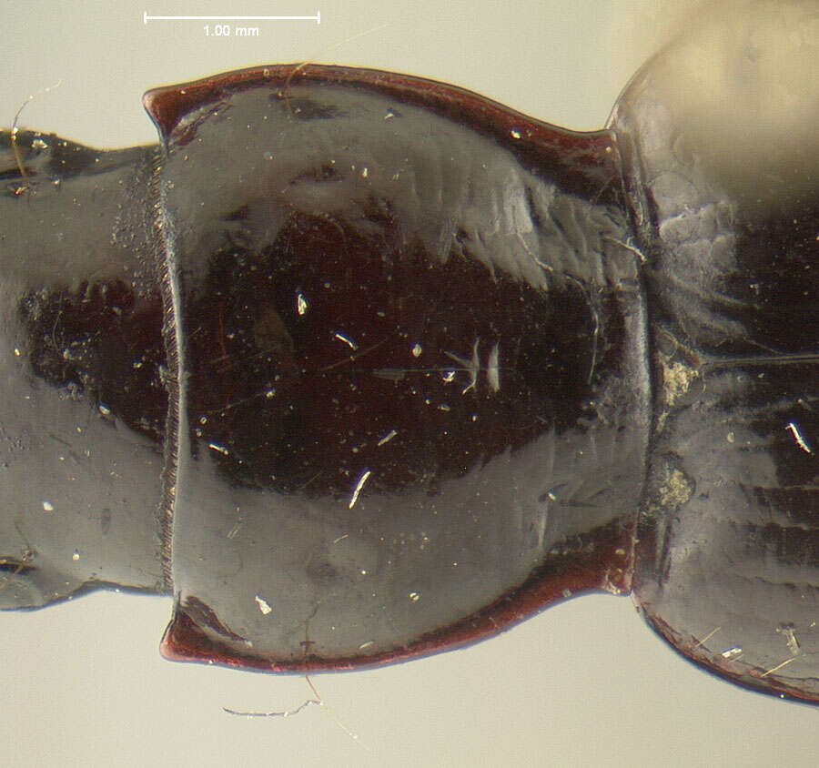 Image of Analoma rosenburgi Darlington 1971