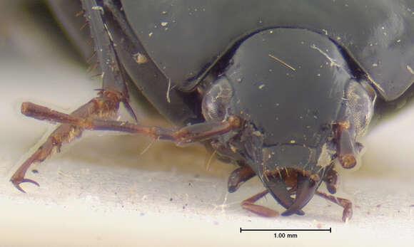 Image of Fortagonum bigenum (Darlington 1971)