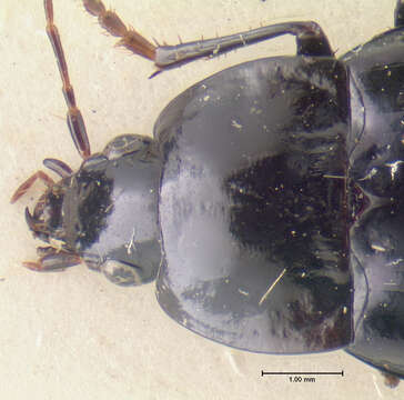 Image of Fortagonum bigenum (Darlington 1971)