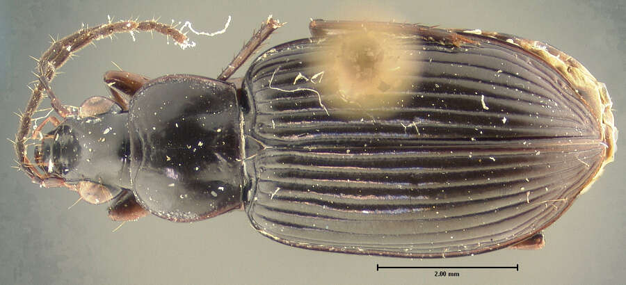 Image of Loxandrus elongatus Allen 1972