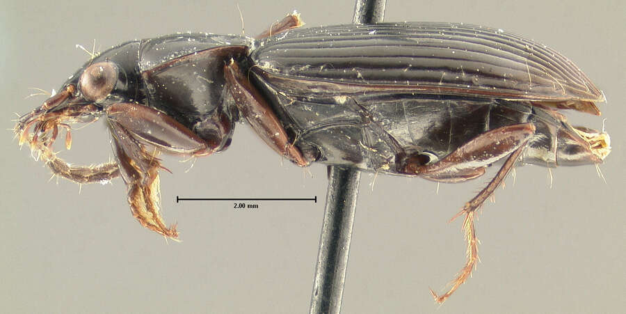 Image of Loxandrus elongatus Allen 1972