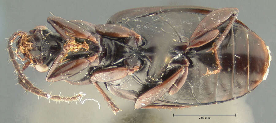 Image of Loxandrus elongatus Allen 1972