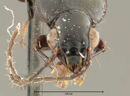 Image of Loxandrus elongatus Allen 1972