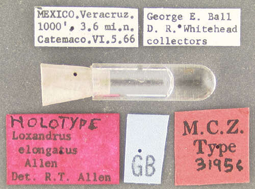 Image of Loxandrus elongatus Allen 1972