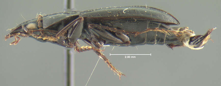 Image of Calathus (Neocalathus) leechi Ball & Nègre 1972