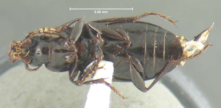 Image of Calathus (Neocalathus) leechi Ball & Nègre 1972